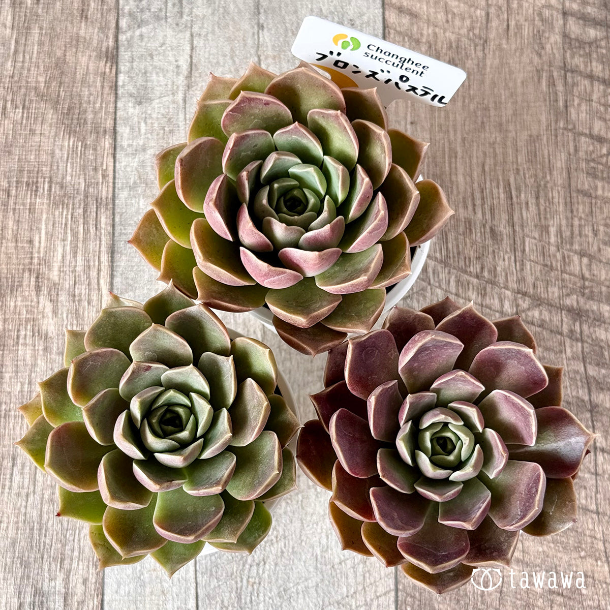 New Arrivals: Ice Green
