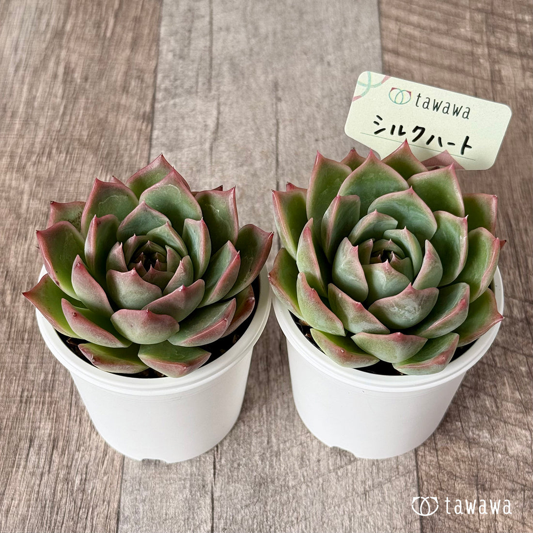 ＊新発売＊　シルクハート（エアーマジック農園）【tawawaハウス苗】