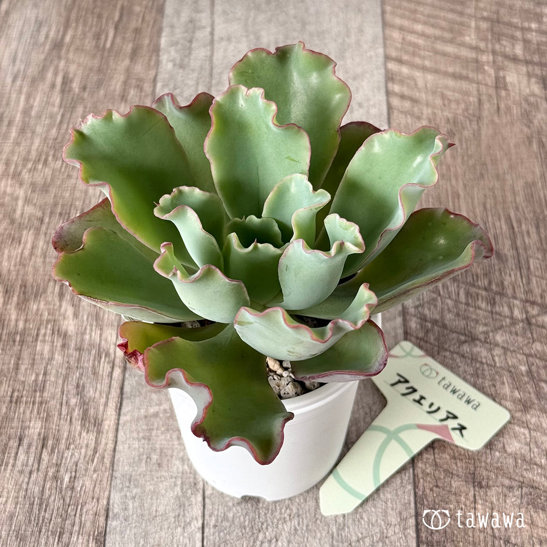 アクエリアス【tawawaハウス苗】