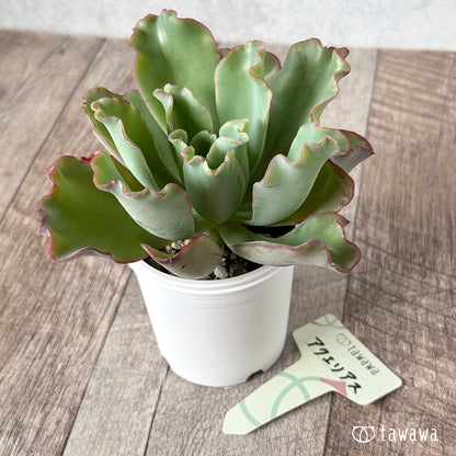 ＊新発売＊　アクエリアス【tawawaハウス苗】