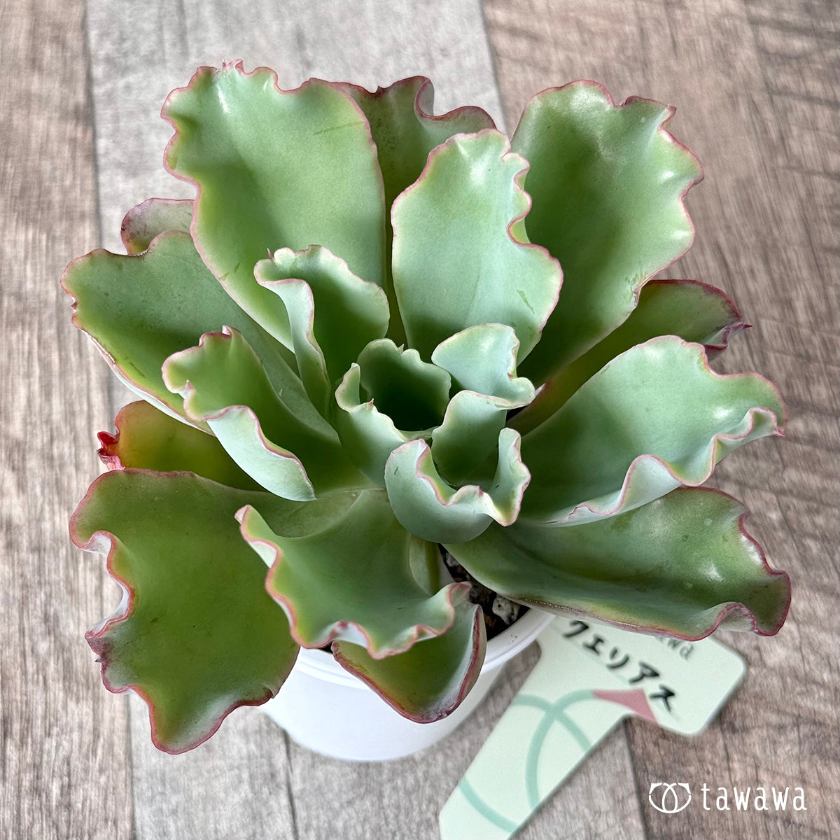 Aquarius [Tawawa House Seedling]