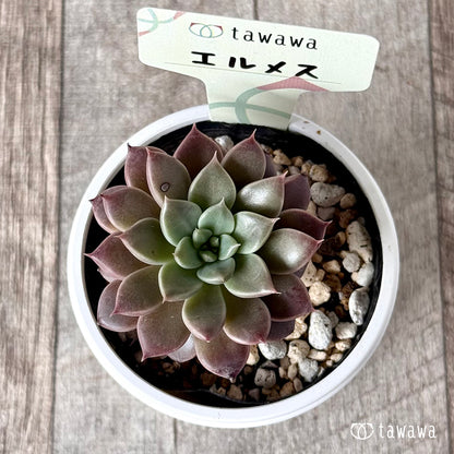 ＊新発売＊　エルメス【tawawaハウス苗】