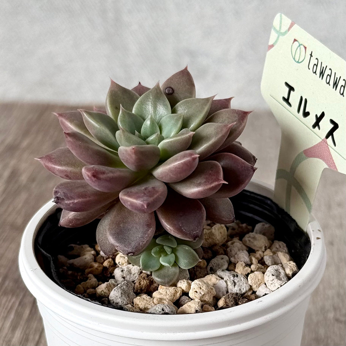 多肉植物　エルメス　韓国苗 多肉植物 エルメス 韓国苗