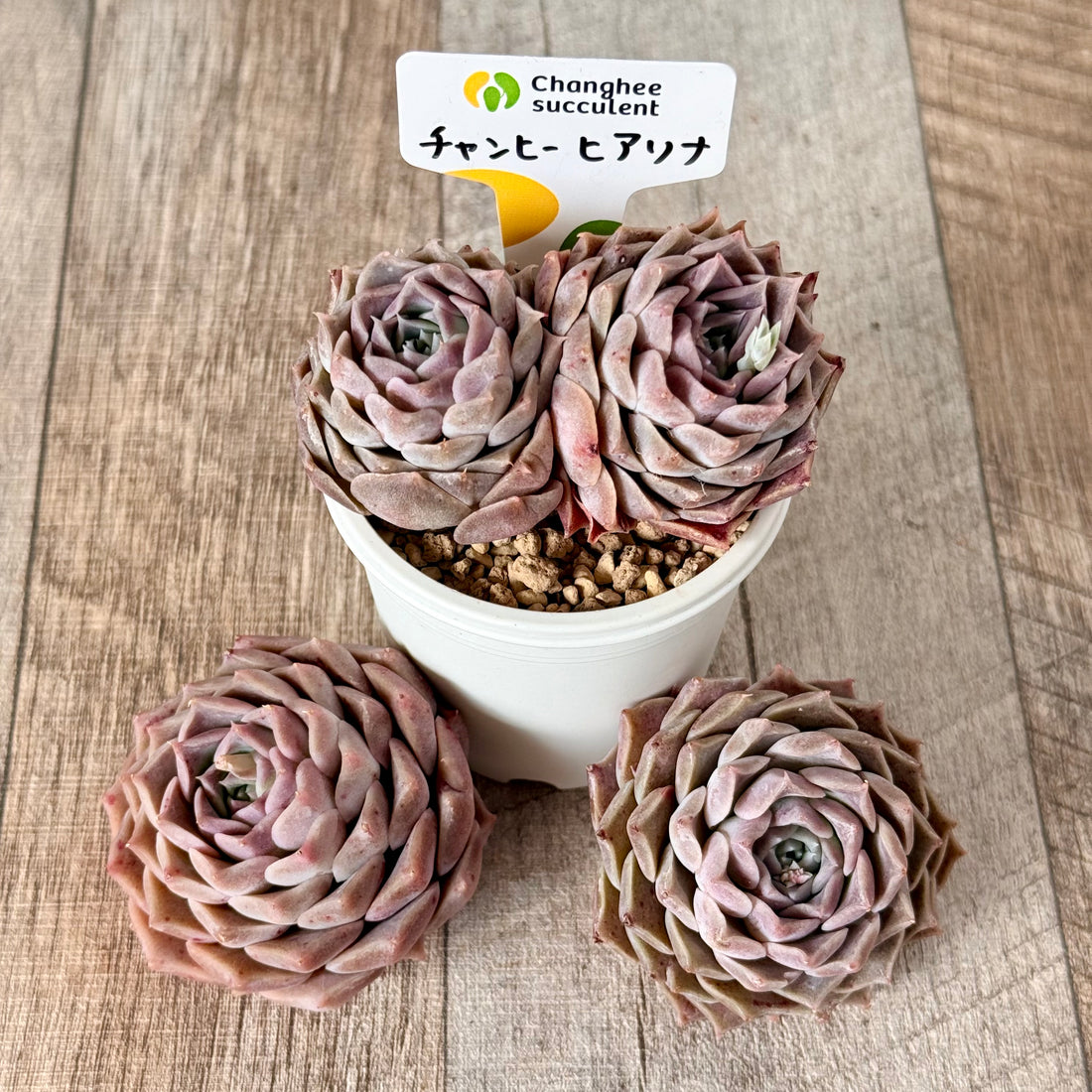 チャンヒーヒアリナ【ヒアリナ バンプ】(チャンヒー農園苗)