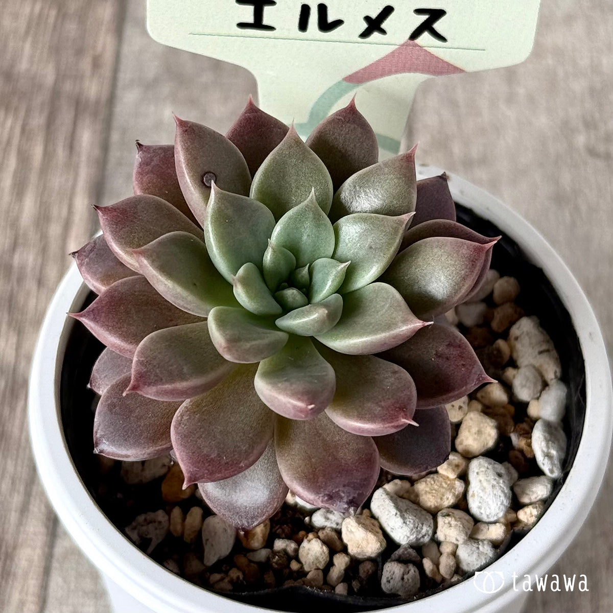 多肉植物　エルメス　韓国苗 新発売＊ エルメス【tawawaハウス苗】 – 多肉植物の通販・販売