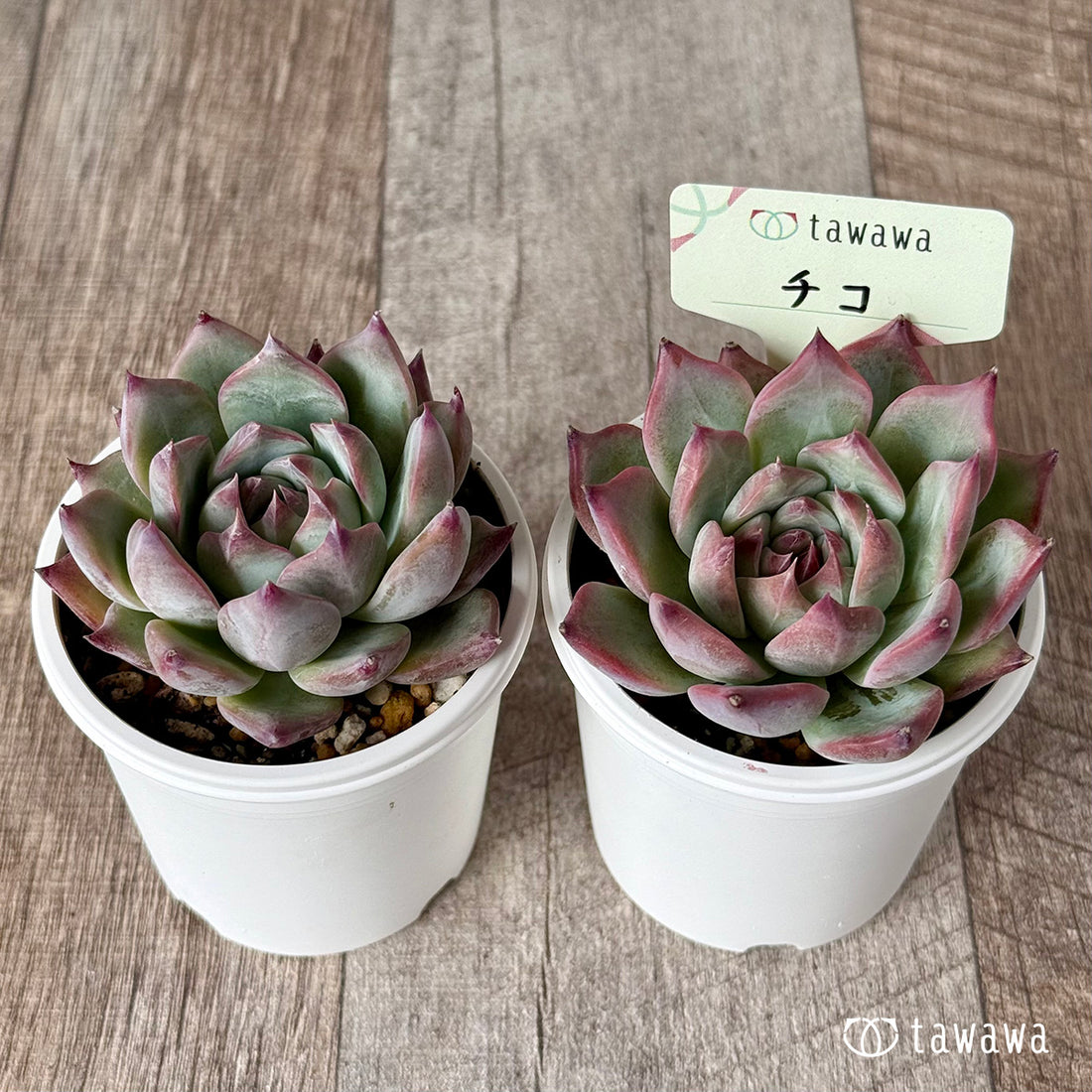 ＊新発売＊　チコ（エアーマジック農園）【tawawaハウス苗】