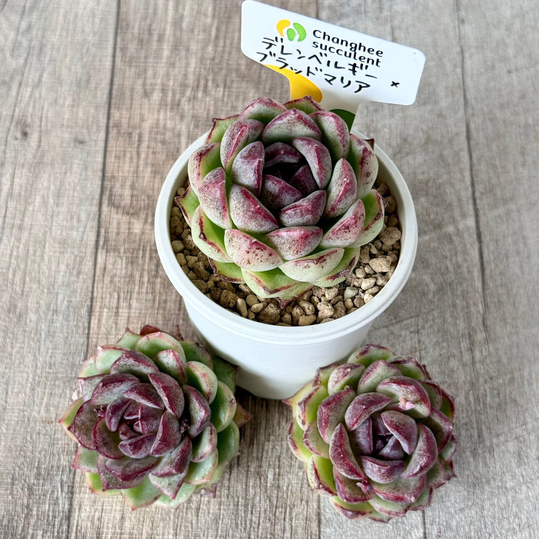 デレンベルギー×ブラッドマリア (チャンヒー農園苗)