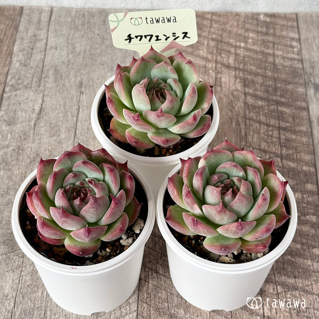Chihuahuaensis Chihuahuaensis