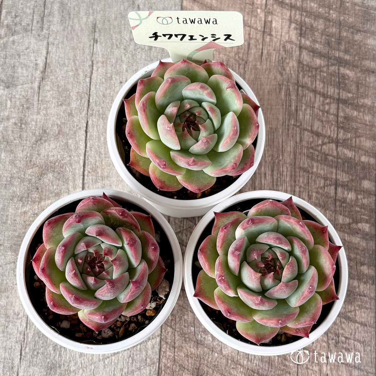 その他多肉植物 choco 197:Graptoveria 'Chocolate Nishiki'(グラプトベリア