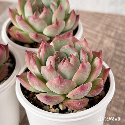 Chihuahuaensis Chihuahuaensis