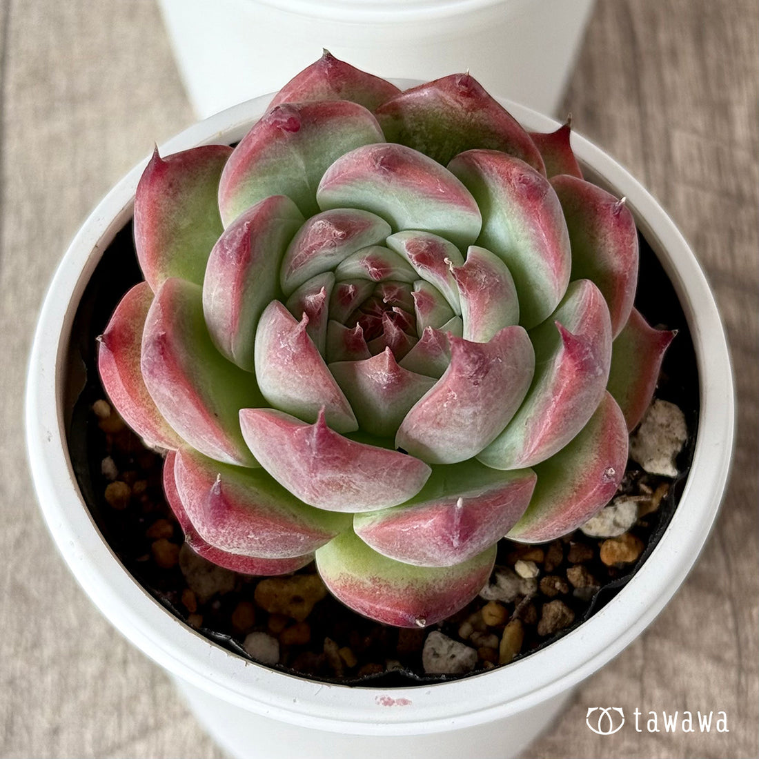 Chihuahuaensis Chihuahuaensis