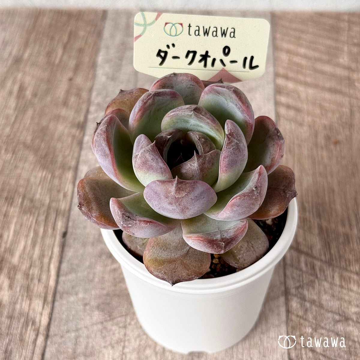 Echeveria – tagged 