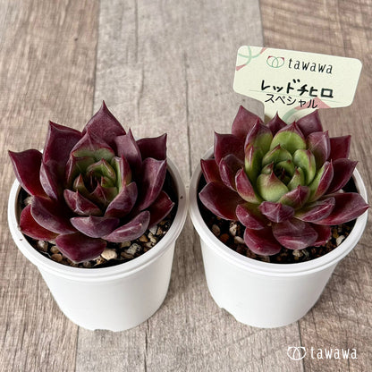 ＊新発売＊　レッドチヒロ　スペシャル（エアーマジック農園）【tawawaハウス苗】