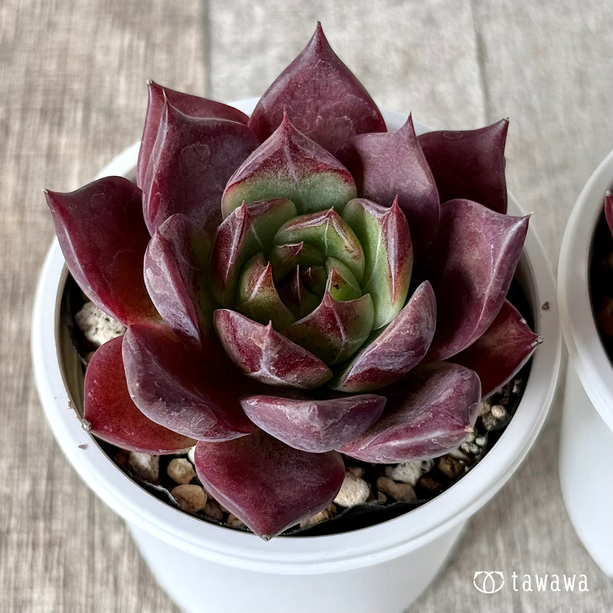 Echeveria – tagged 