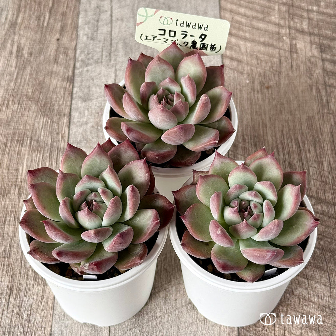コロラータ(エアーマジック農園)【tawawaハウス苗】