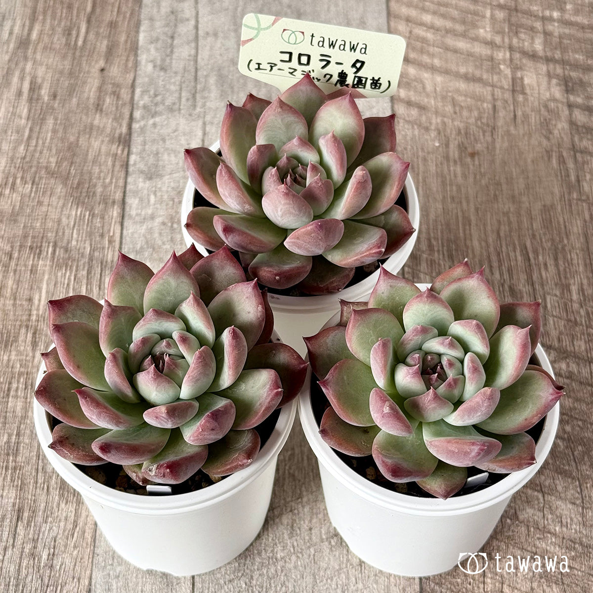 ＊新発売＊　コロラータ（エアーマジック農園）【tawawaハウス苗】