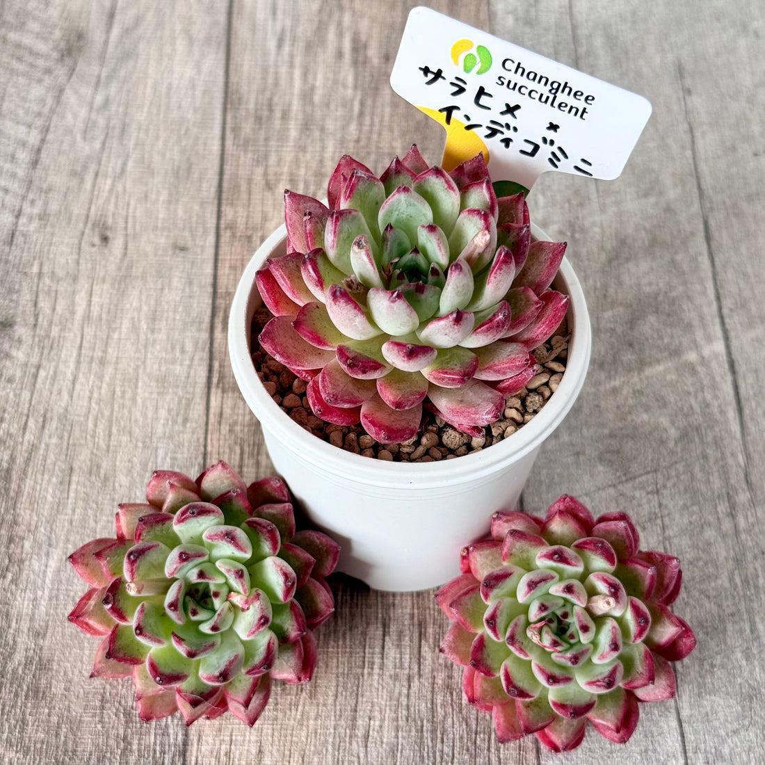 New Arrivals: Ice Green