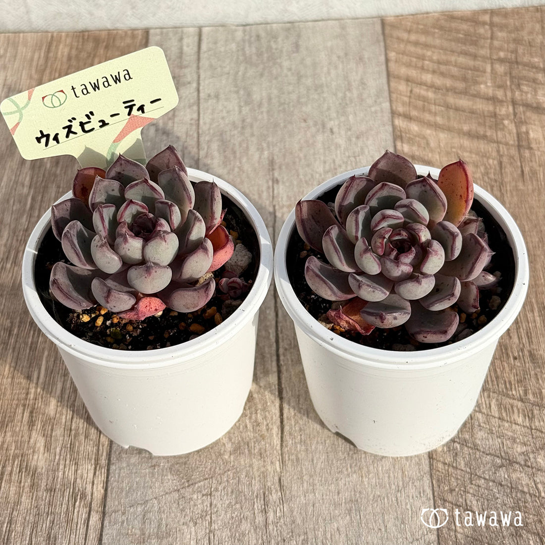 ウィズビューティー 【tawawaハウス苗】