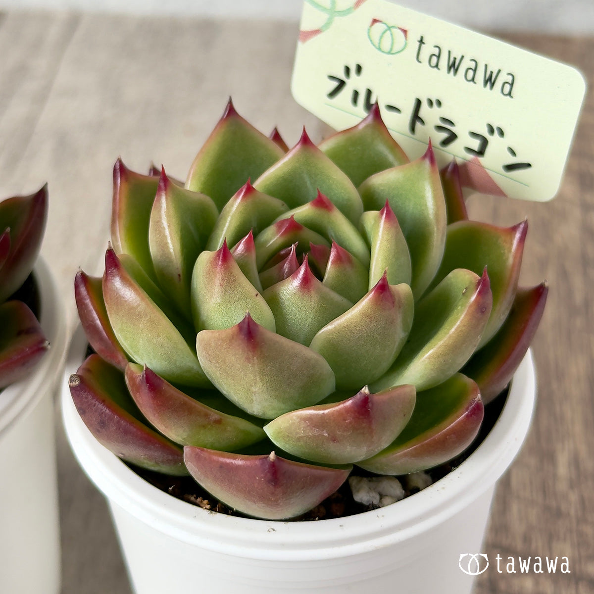 Top【選抜株】多肉植物　18610ブルードラゴン　18個　鉢無し/脱土 ブルードラゴン【tawawaハウス苗】 – 多肉植物の通販・販売サイト tawawa