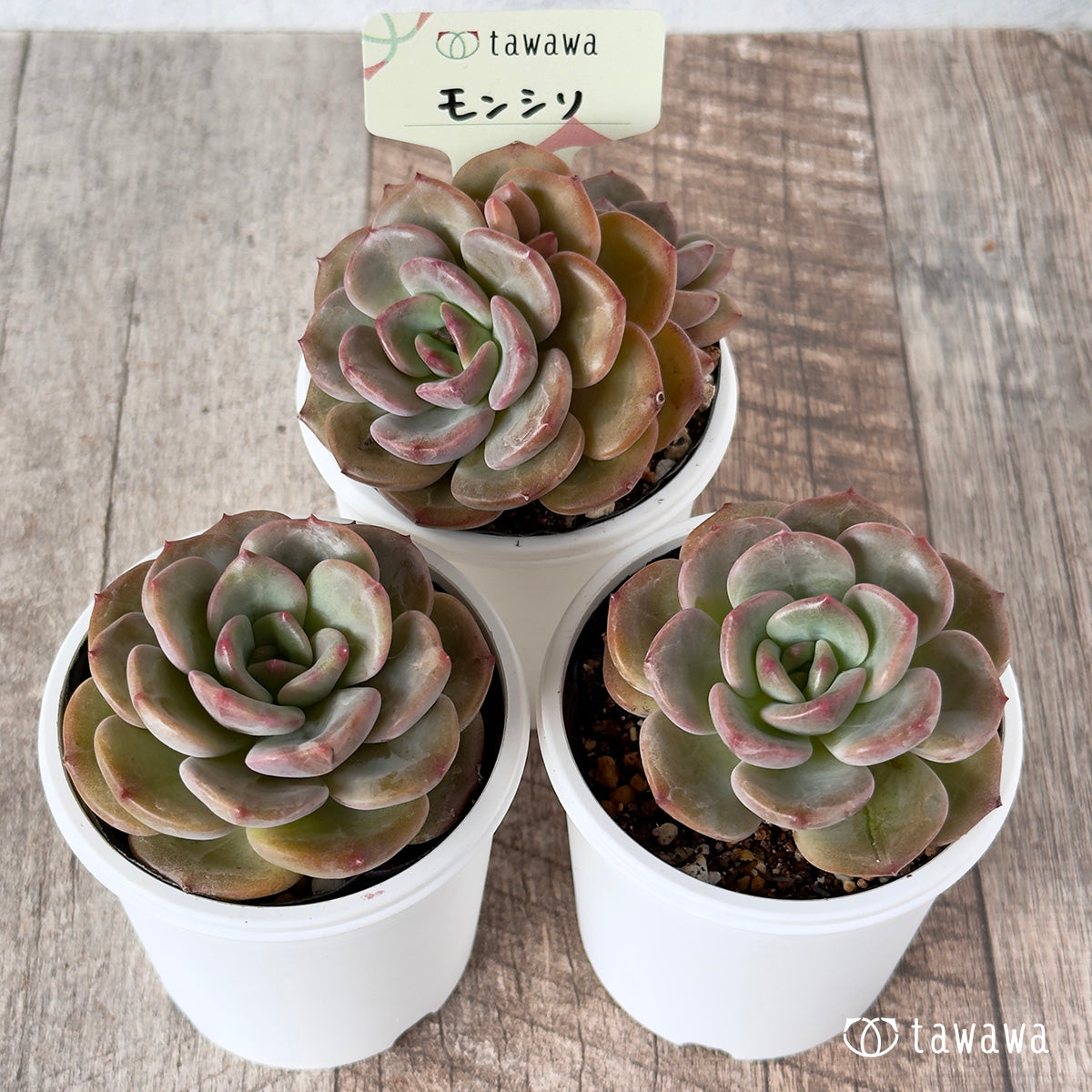 @Rabbit.Echeveria出品 Echeveria 'Chubby Bunny' 2
