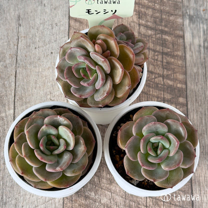 ＊新発売＊　モンシリ【tawawaハウス苗】