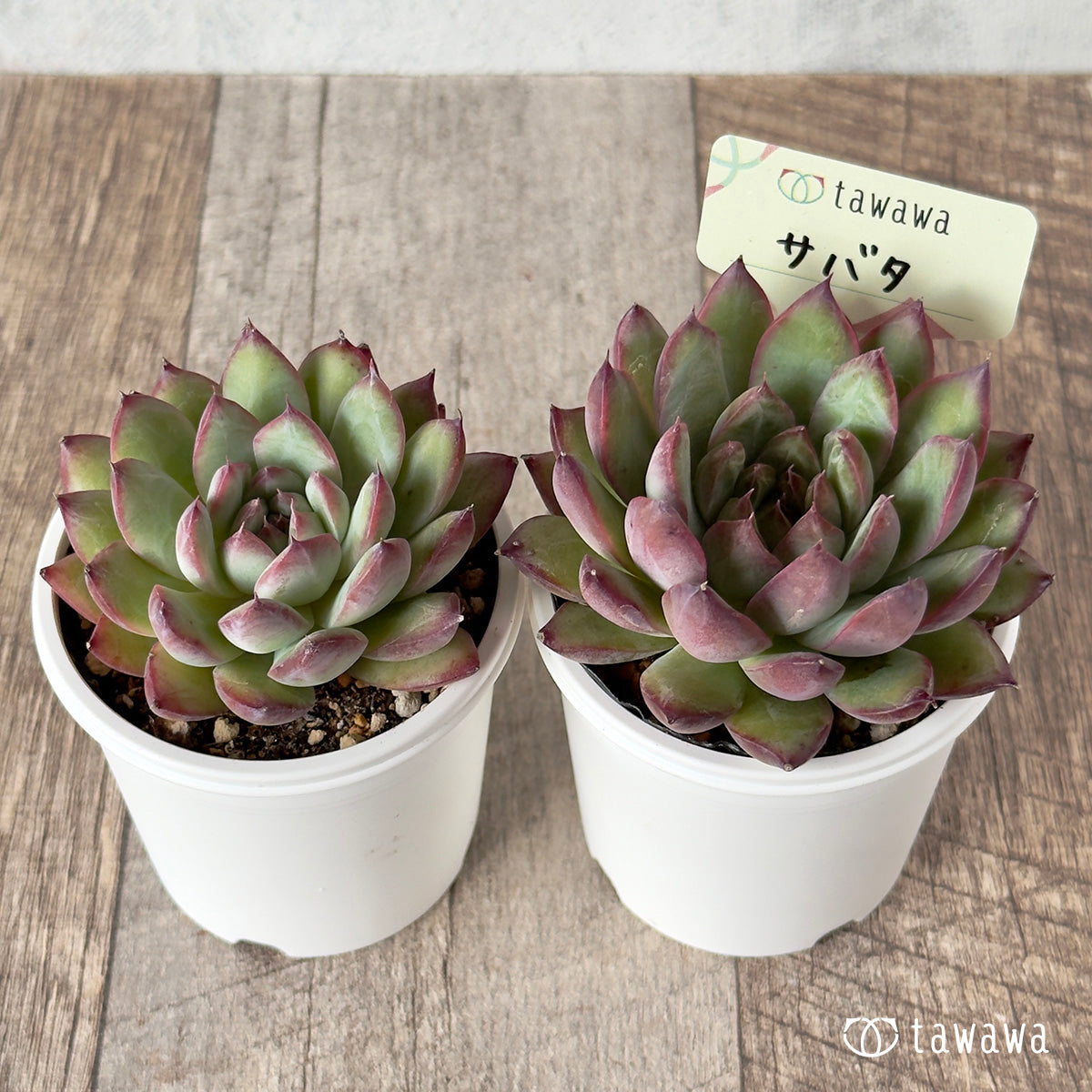 多肉植物　韓国苗　マジック マッチメーカー 群生 韓国苗 多肉植物 多肉植物 プクニク 通販