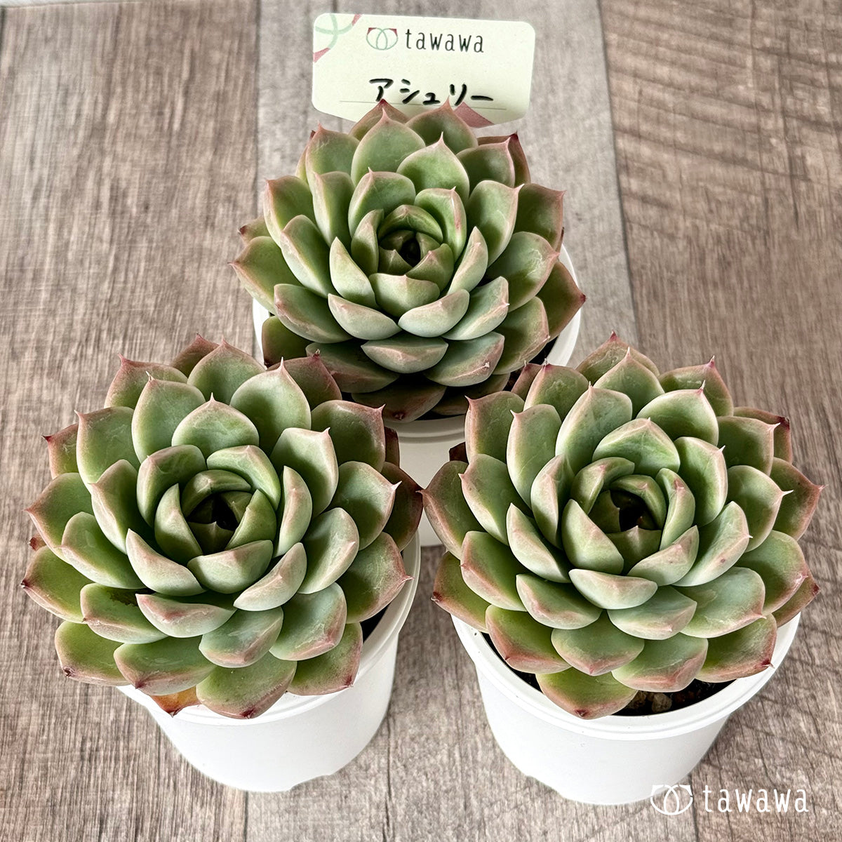 多肉植物　C’est ci bon【Fine農場】　韓国苗 多肉植物 C'est ci bon【Fine農場】 韓国苗 観葉植物