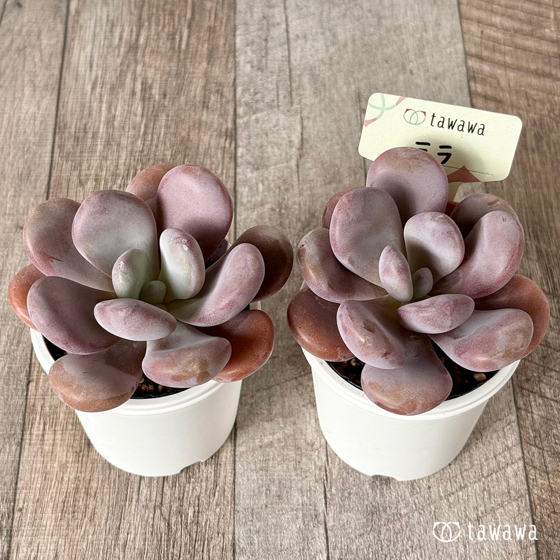 *新発売* ララ【tawawaハウス苗】