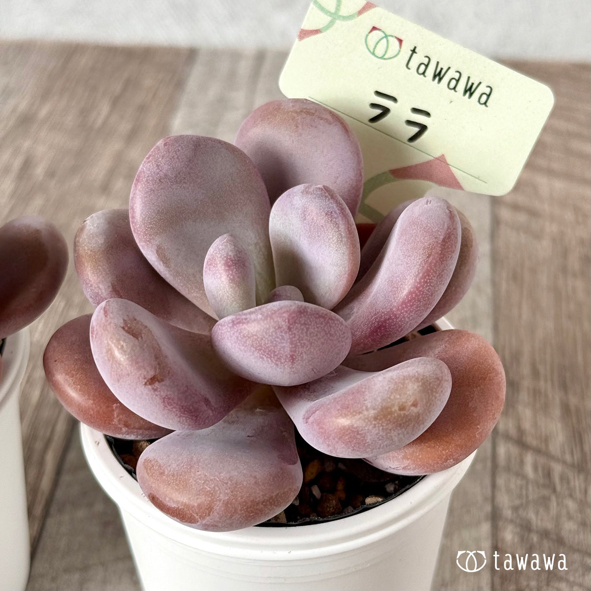 ＊新発売＊　ララ【tawawaハウス苗】