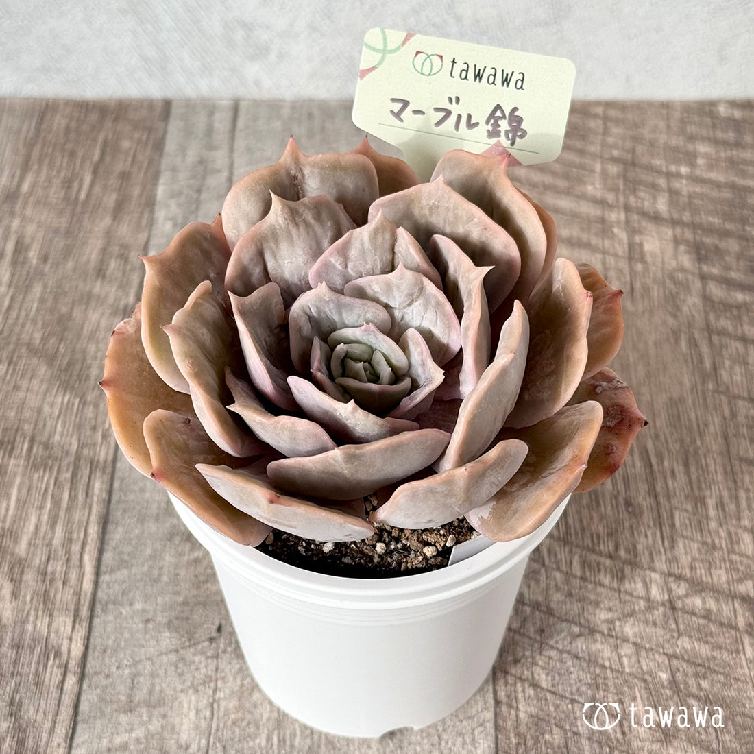 New Arrival* Cubic Frost