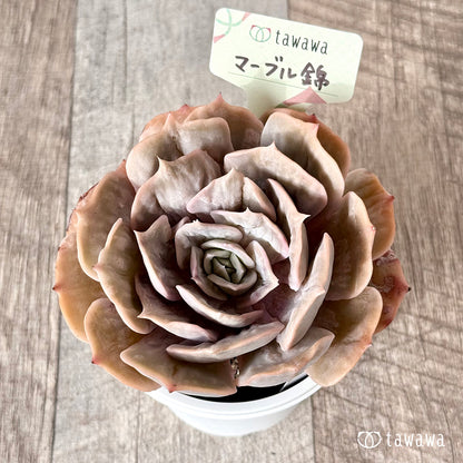 New Arrival* Cubic Frost
