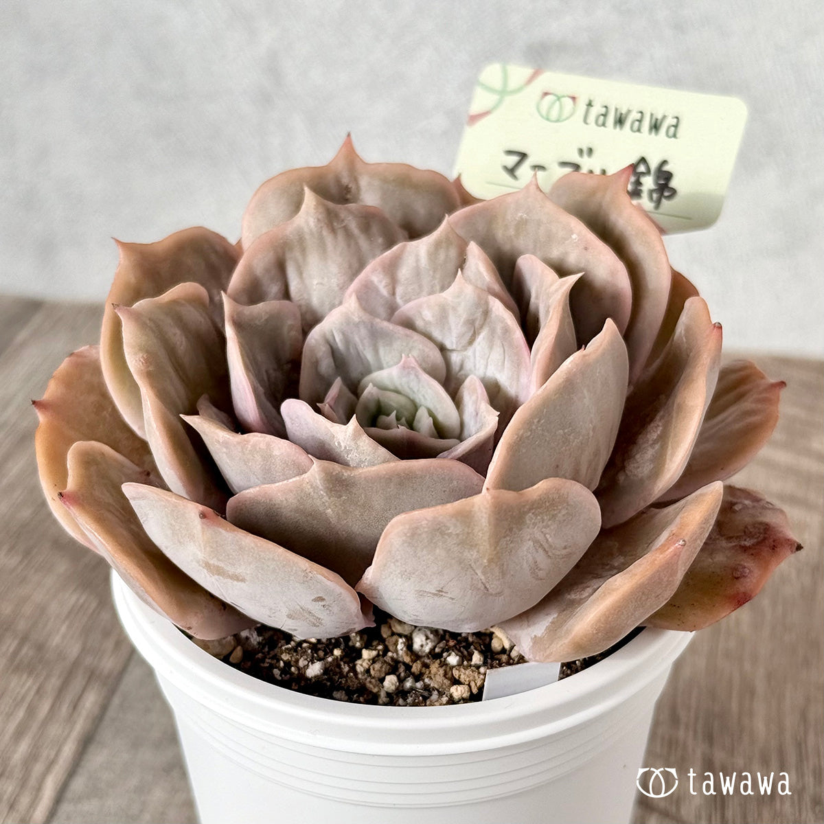 New Arrival* Cubic Frost