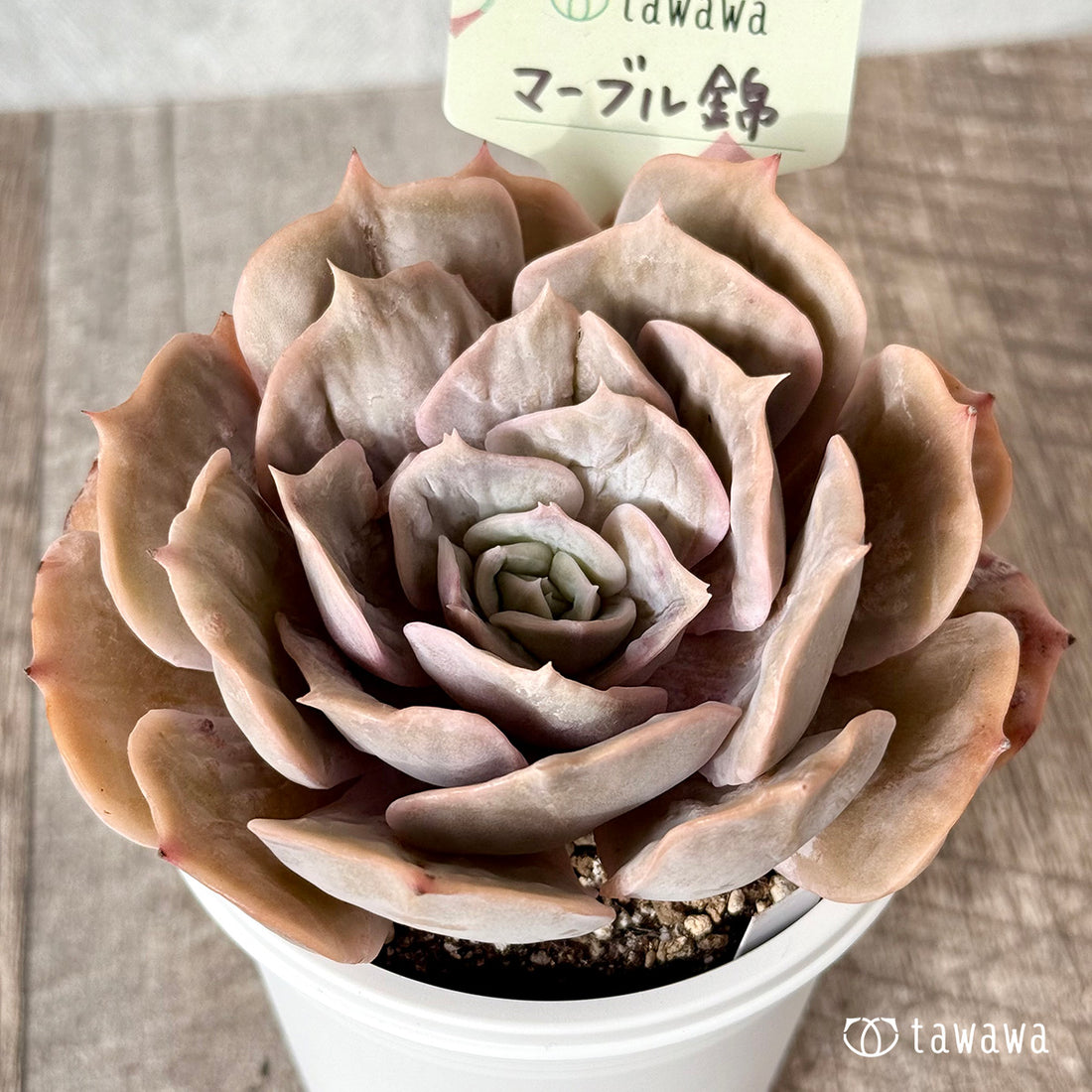 New Arrival* Cubic Frost