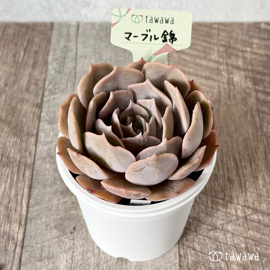 New Arrival* Cubic Frost