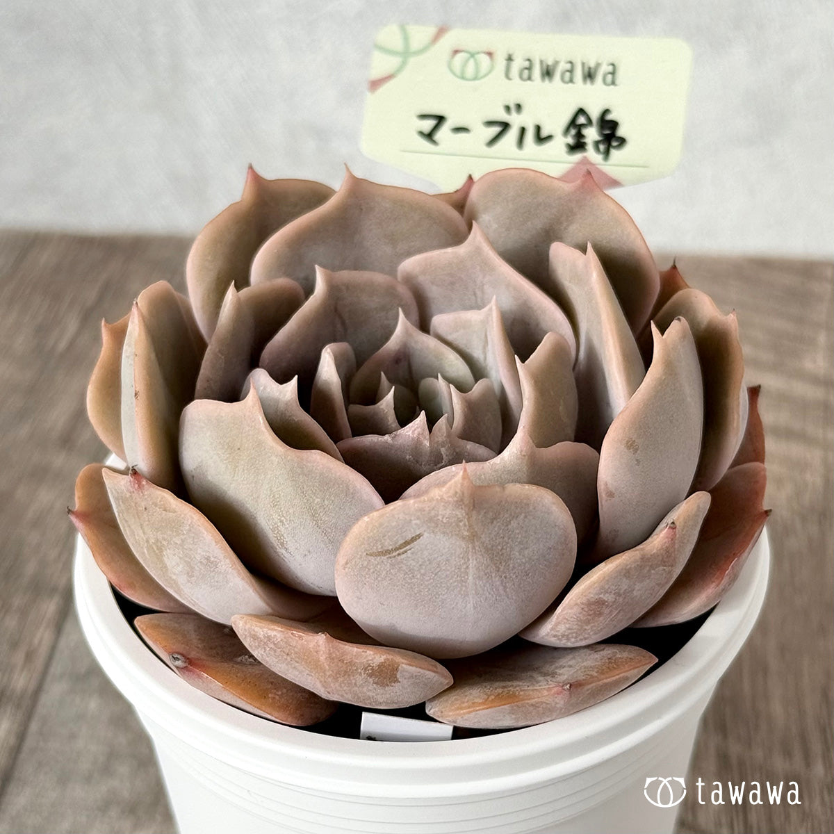 New Arrival* Cubic Frost