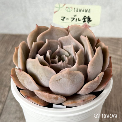 New Arrival* Cubic Frost