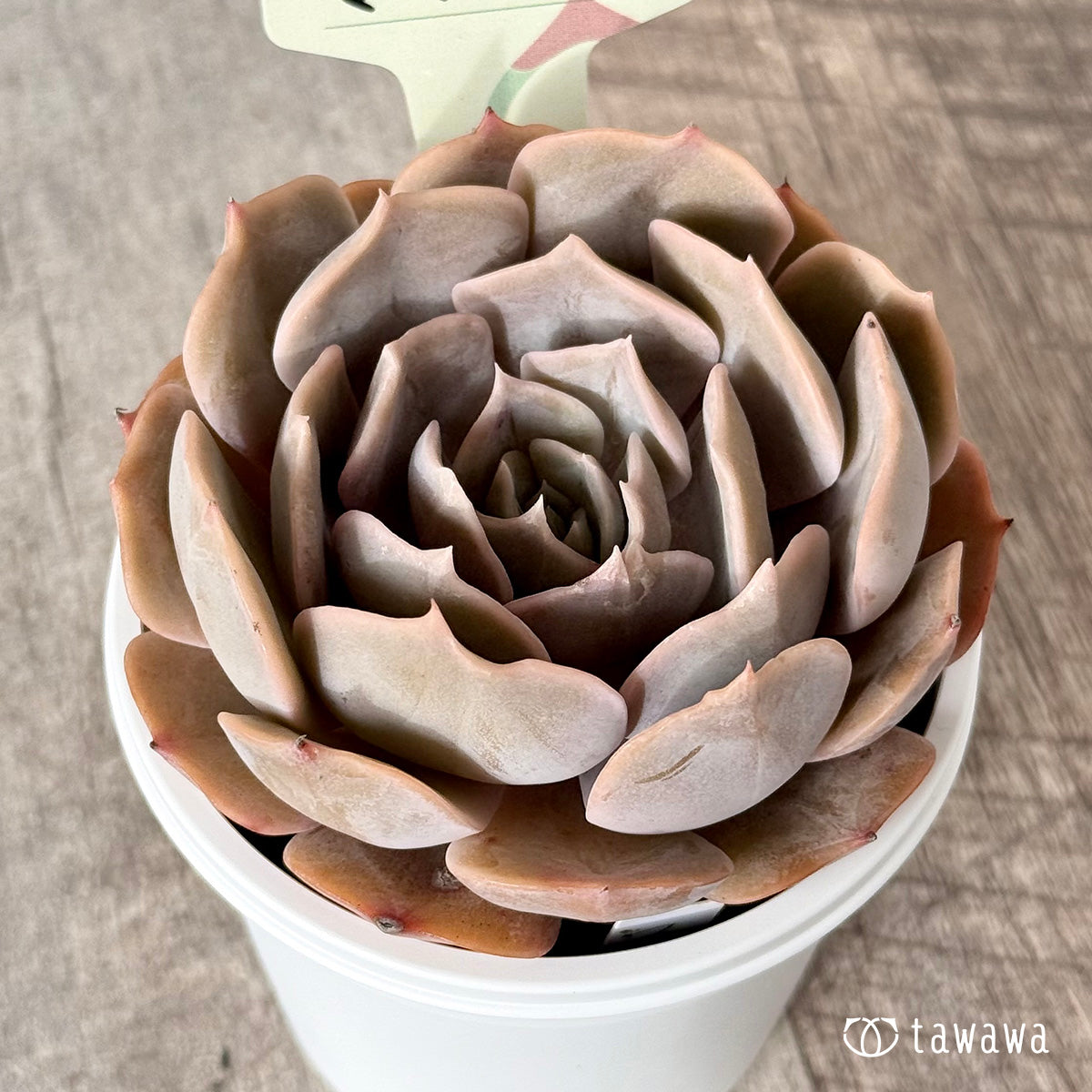 New Arrival* Cubic Frost