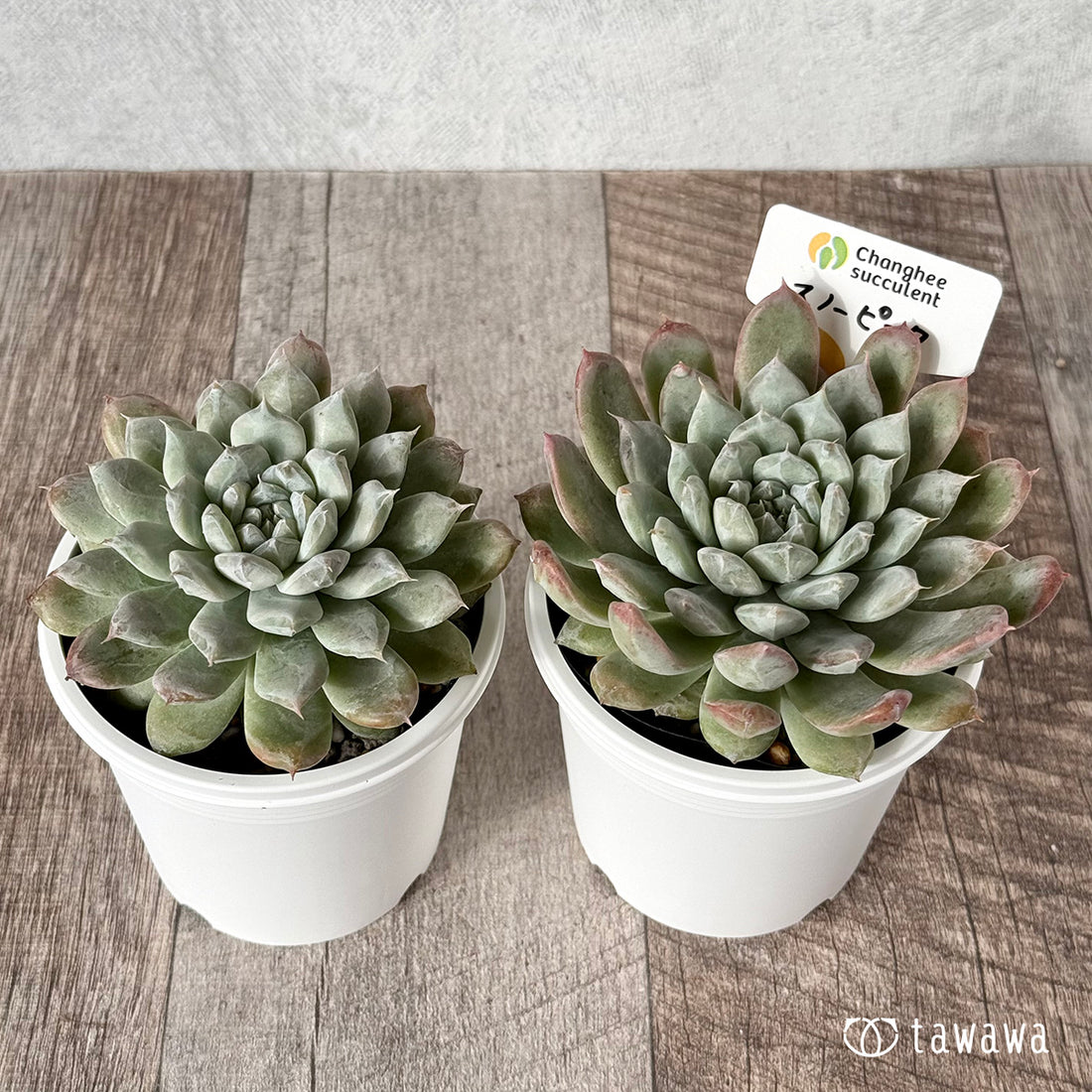 New Arrivals: Ice Green