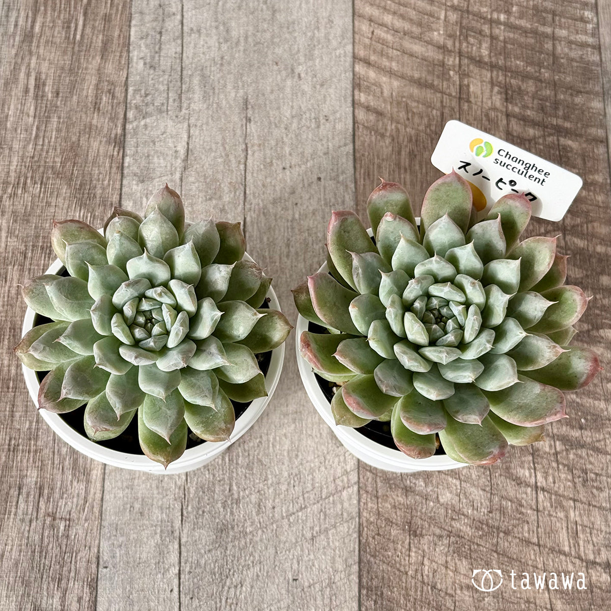 New Arrivals: Ice Green