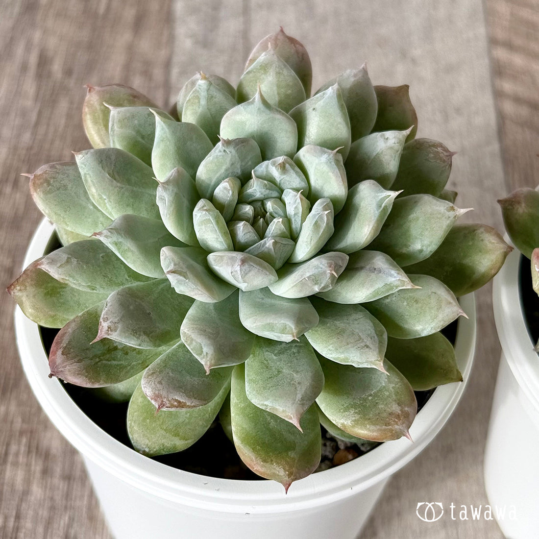 New Arrivals: Ice Green