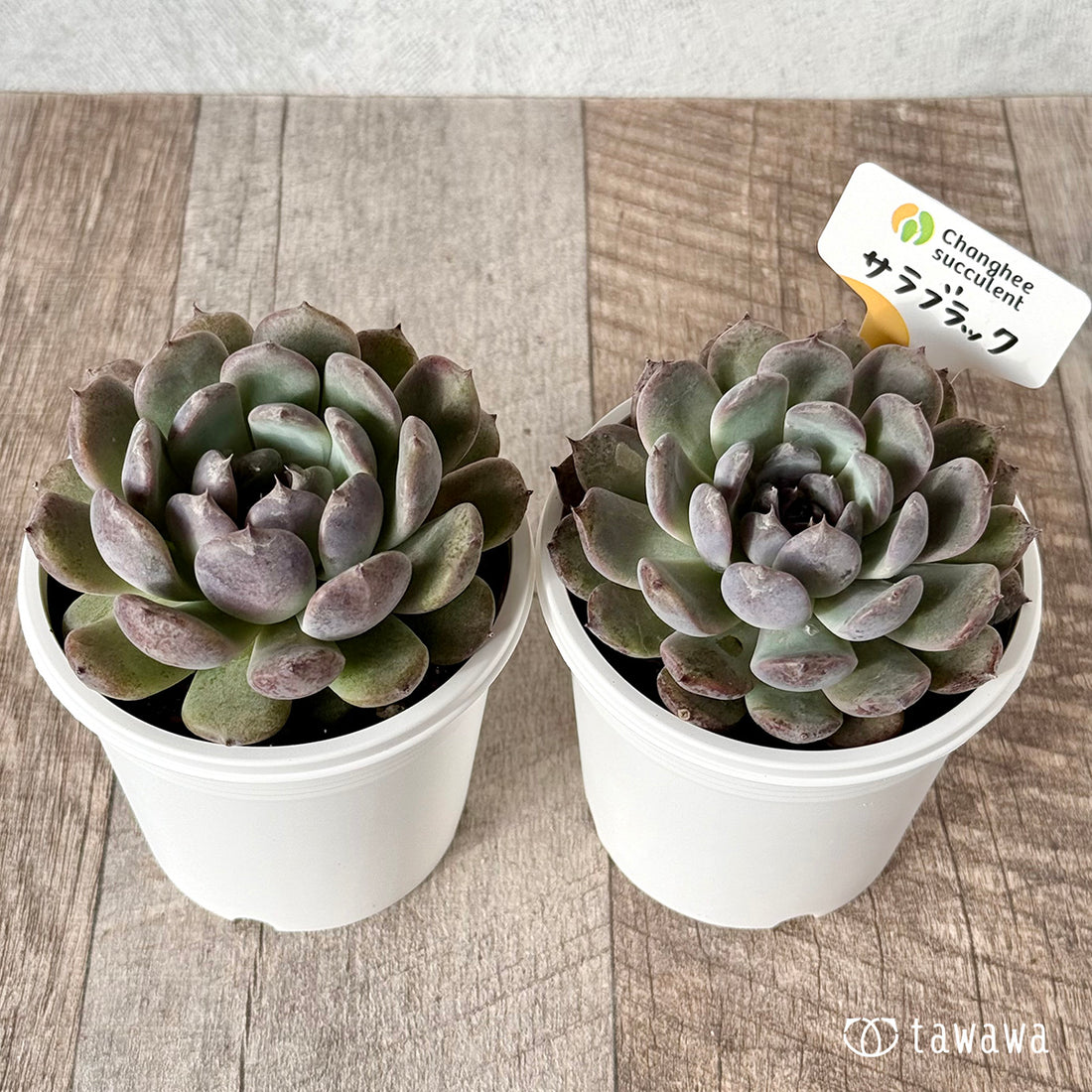 ＊新発売＊　サラブラック（チャンヒー農園）【tawawaハウス苗】(7.5cmポット)