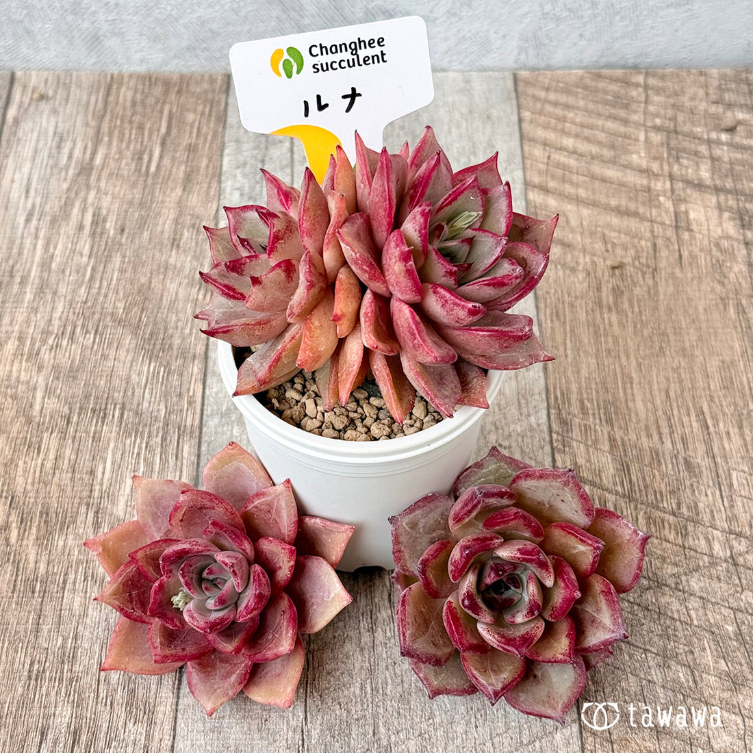 New Arrivals: Ice Green