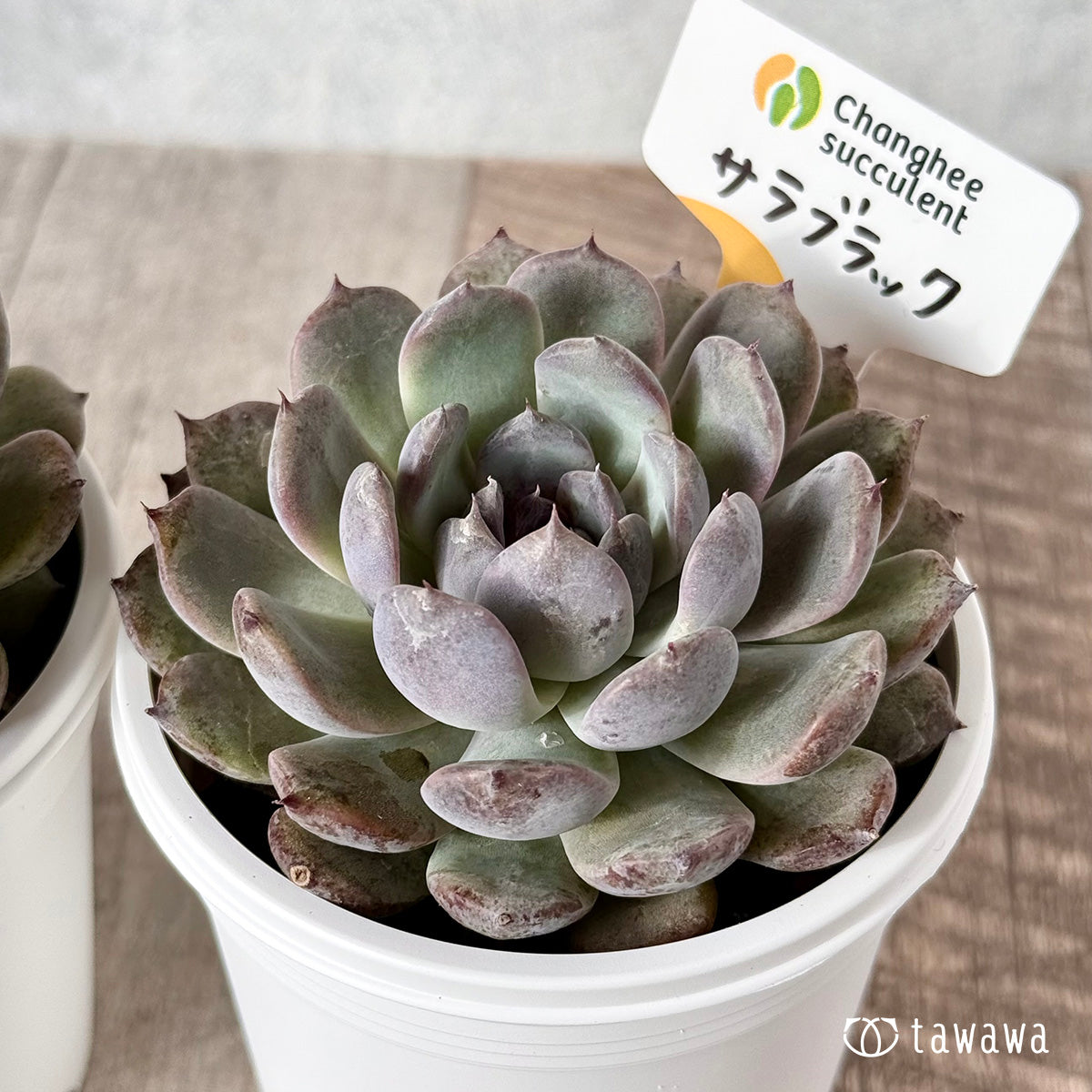 ＊新発売＊　サラブラック（チャンヒー農園）【tawawaハウス苗】(7.5cmポット)