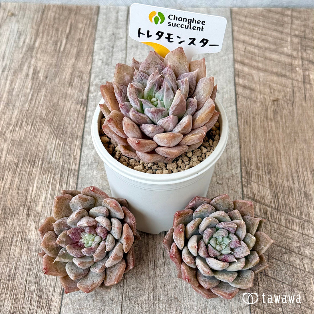 New Arrivals: Ice Green