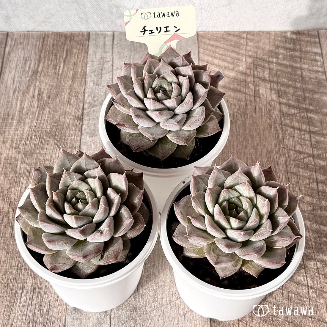 チェリエン【tawawaハウス苗】(7.5cmポット)