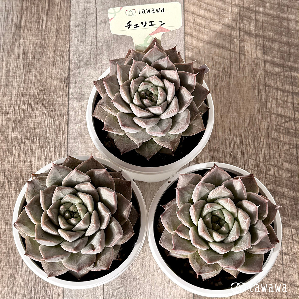 ＊新発売＊　チェリエン【tawawaハウス苗】(7.5cmポット)
