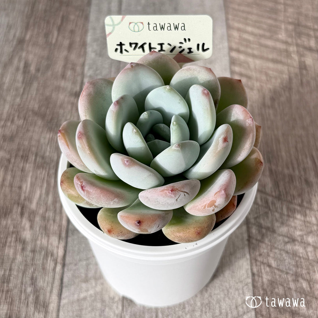 ホワイトエンジェル【tawawaハウス苗】(7.5cmポット)
