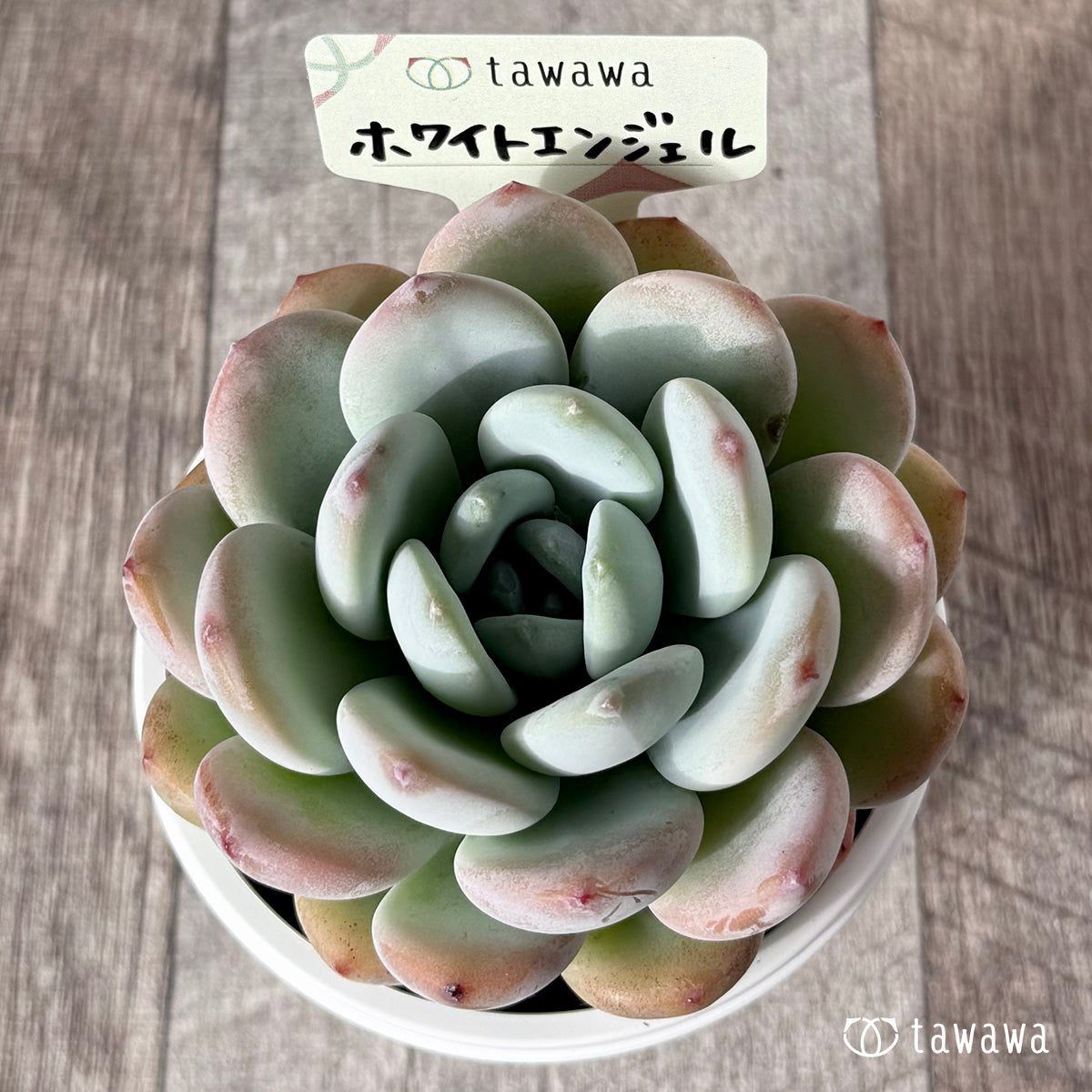 ＊新発売＊　ホワイトエンジェル【tawawaハウス苗】(7.5cmポット)