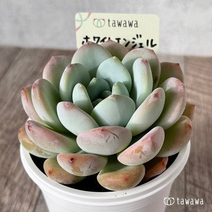 ＊新発売＊　ホワイトエンジェル【tawawaハウス苗】(7.5cmポット)