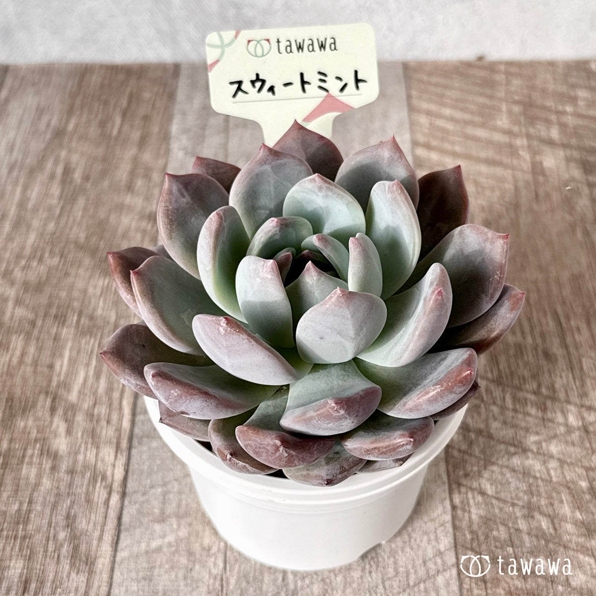 多肉植物 韓国苗　ブルーハイヒール Amazon.co.jp: C！！多肉植物 ピンクベラ錦 韓国苗 美苗 農園